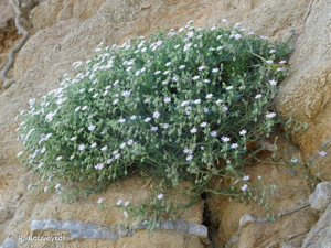 Spergulaire des rochers © P. Rouveyrol
