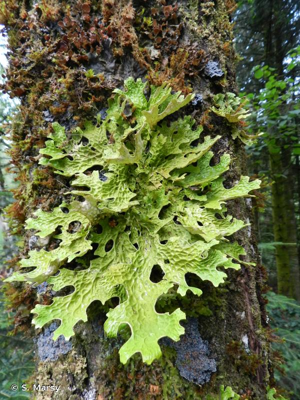 Lichen pulmonaire © S. Marsy