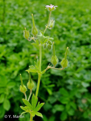 Géranium fluet, Géranium à tiges grêles © 