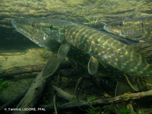 Brochet © Yannick LEDORÉ, FFAL