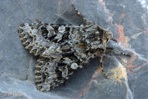 Noctuelle dentine (La) © D. Morel