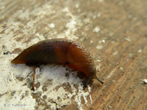 Pseudolimace jayet © X. Cucherat