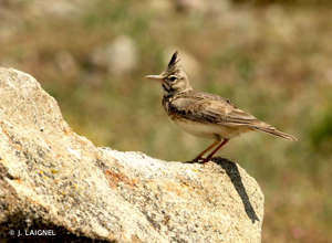 Cochevis huppé © J. LAIGNEL