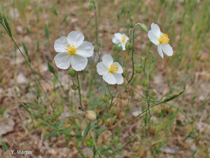 Hélianthème des Apennins, Hélianthème blanc, Herbe à feuilles de Polium © 