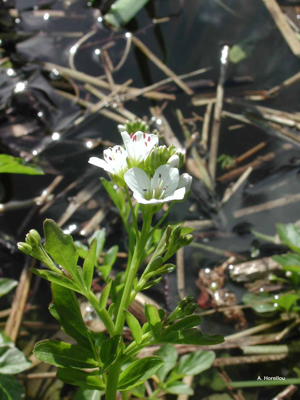 Cardamine amère © A. Horellou