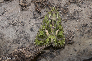 Noctuelle de l'Arroche (La) © J. Touroult