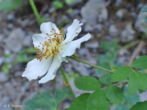 Rosier des champs, Rosier rampant © 