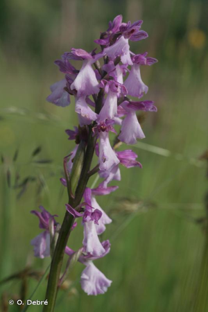 Orchis © O. Debré