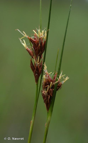 Rhynchospore brun, Rhynchospore fauve © O. Nawrot