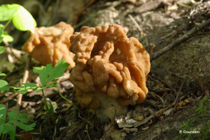 Gyromitre commune, Gyromitre comestible © P. Gourdain
