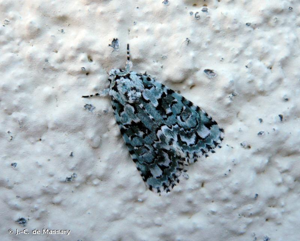 Bryophile du Lichen (La) © J.-C. de Massary