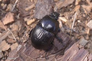 Géotrupe du fumier, Bousier © J. Touroult