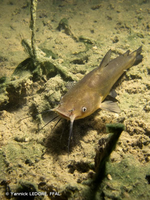 Poisson-chat © Yannick LEDORÉ, FFAL