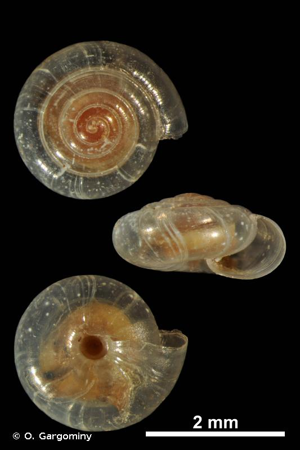 Cristalline ombiliquée © O. Gargominy