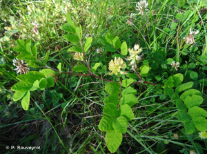 Réglisse sauvage, Astragale à feuilles de Réglisse © P. Rouveyrol