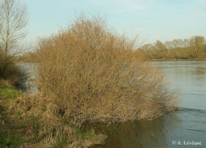 Osier rouge, Osier pourpre © A. Lévêque