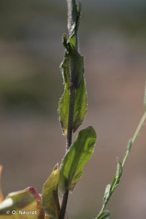 Arabette hérissée, Arabette sagittée © O. Nawrot