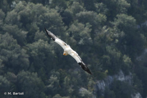 Vautour percnoptère © M. Bartoli