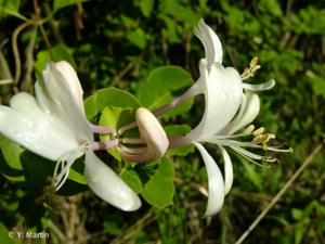 Chèvrefeuille des jardins © 