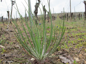 Grand salsifis, Salsifis douteux © H. Tinguy