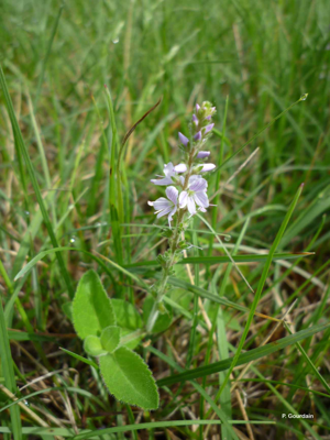 Véronique officinale, Herbe aux ladres © P. Gourdain