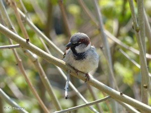 Moineau domestique © C. Thierry