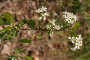 Bois de Sainte-Lucie, Prunier de Sainte-Lucie, Amarel © S. Filoche