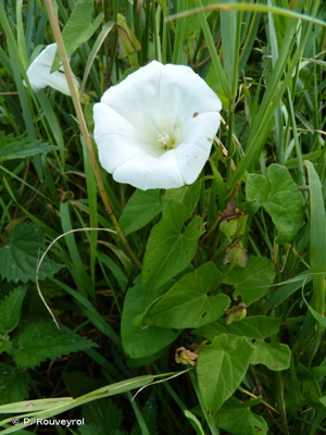 Liset, Liseron des haies © P. Rouveyrol