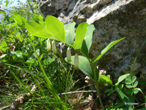 Sceau de salomon odorant, Polygonate officinal © P. Gourdain