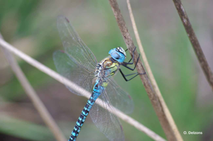 Aeschne affine © O. Delzons