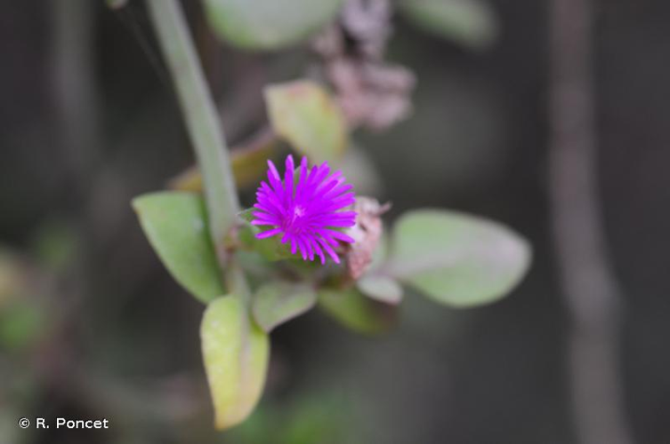Ficoide glaciale, Baby sun rose, Ficoïde à feuilles en coeur &copy; R. Poncet