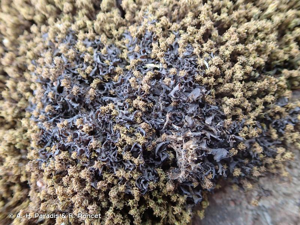  © A.-H. Paradis & R. Poncet