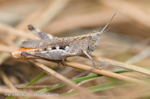 Criquet des Pins © E. SANSAULT - ANEPE Caudalis