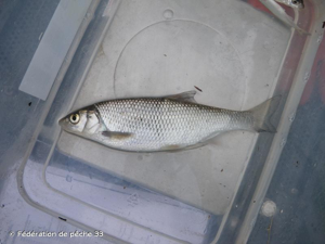 Vandoise rostrée © Fédération de pêche 33