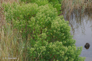Séneçon en arbre, Baccharis à feuilles d'Halimione © P. Gourdain