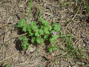 Géranium à feuilles molles © P. Gourdain