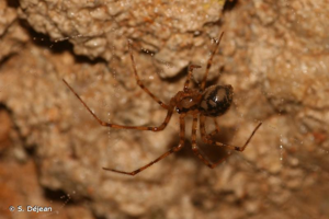 Nestique alvéolé © S. Déjean