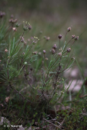 Œil de chien, Plantain toujours vert &copy; O. Nawrot
