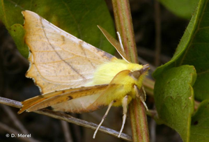 Ennomos du Tilleul (L') © D. Morel