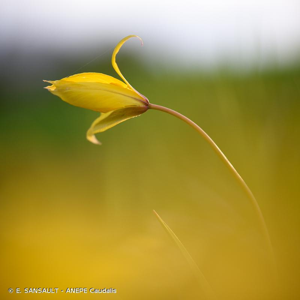 Tulipe des Alpes, Tulipe du Midi © E. SANSAULT - ANEPE Caudalis