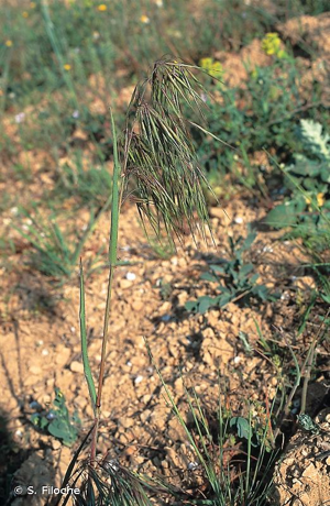 Brome des toits © S. Filoche