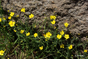 Renoncule flammette, Petite douve, Flammule © P. Gourdain