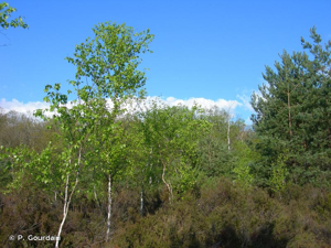 Bouleau verruqueux © P. Gourdain