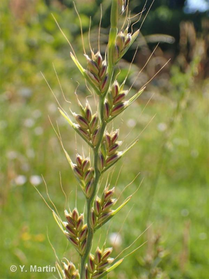Ivraie enivrante, Ray-grass commun, Ray-grass anglais © 