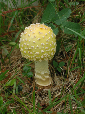 Amanite impériale © A. Horellou