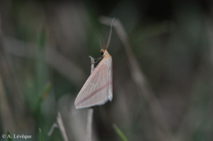 Phalène sacrée (La) © A. Lévêque