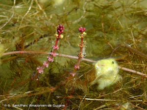Myriophylle à épis © S. Sant/Parc Amazonien de Guyane