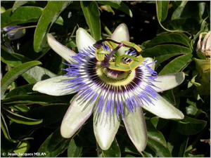 Passiflore, Fruit de la passion, Grenadille © J.-J. Milan