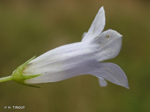 Campanille à feuilles de lierre, Walhenbergie © H. TINGUY