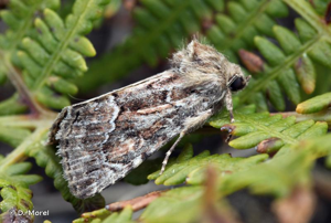 Noctuelle cythérée (La) © D. Morel